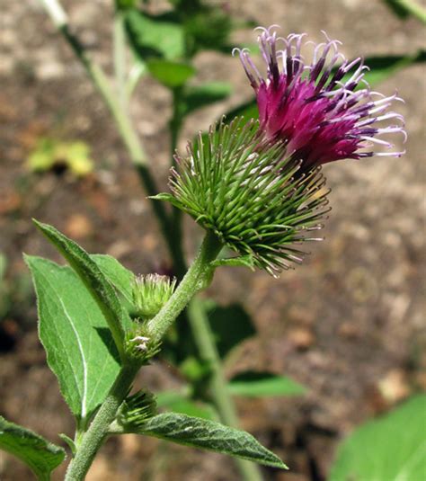 Arctium