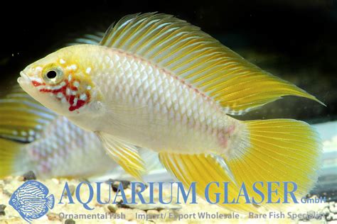 Apistogramma borellii "Opal" - Aquarium Glaser GmbH