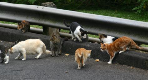 你知道流浪猫对生态的危害吗？它们每年杀死数十亿只小动物腾讯新闻