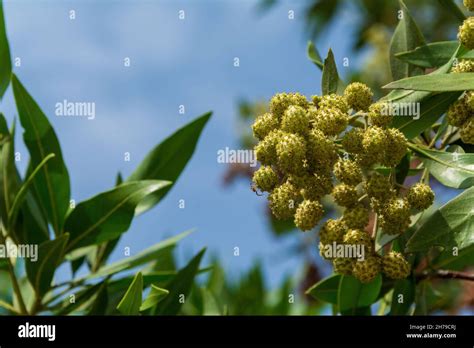 fast growing Button mangrove or Conocarpus erectus tree with lots of ...