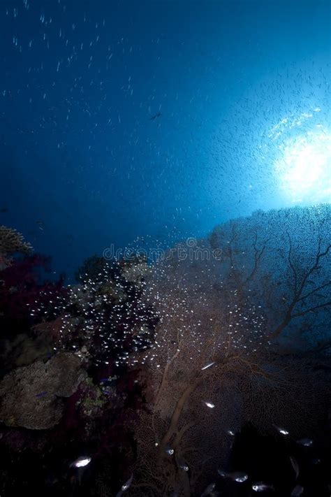 Glassfish Seafan And Ocean Stock Photo Image Of Submerged Rendered