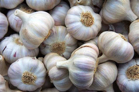 Gout And Garlic Experiments On Battling Gout