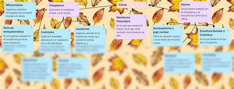 SOLUTION Mapa Conceptual De La C Lula Studypool