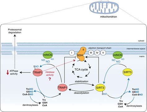 Frontiers Nitric Oxide Based Regulation Of Metabolism Hints From