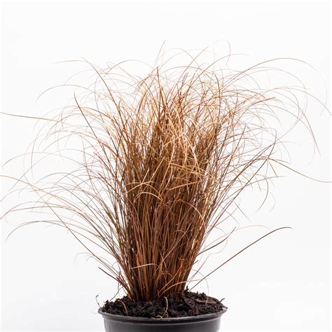 Carex Comans Bronze — Kauri Park