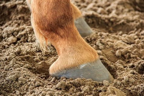 20,000+ Free Horse Hoof & Horse Images - Pixabay