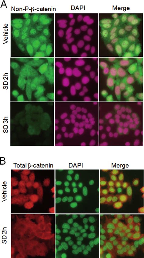 SDs reduce nuclear localization of β catenin in colon cancer cells