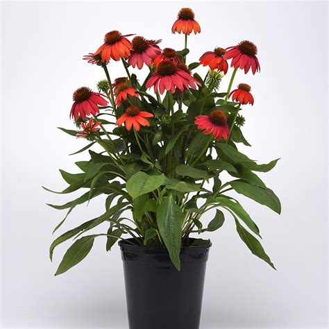 Echinacea Artisan Red Ombre Liners From Emerald Coast Growers