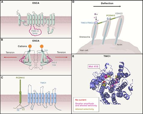 Figure From Mammalian Mechanoelectrical Transduction Structure And