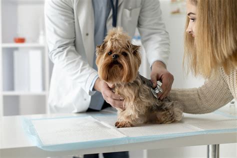 Seguro Para Mascotas Todo Lo Que Necesita Saber Sebanda Insurance