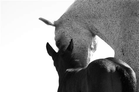 Arabian Horses A Captivating Moment