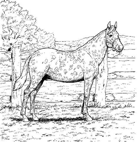 Coloriage Chevaux Sauvages Coloriages Gratuits Imprimer Dessin The