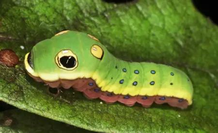 Caterpillars In Iowa With Pictures And Identification