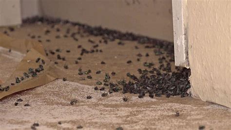 Todesfall Im Mietshaus Was Tun Wenn Leichen Unentdeckt Bleiben