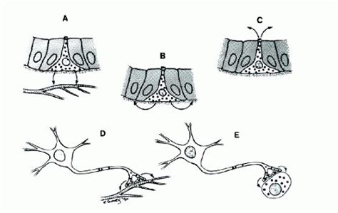 Dispersed Neuroendocrine System An Overview Basicmedical Key