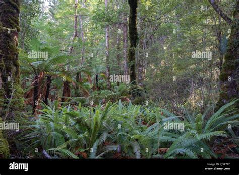 Rainforest Of Beech Trees And Forest Floor Cover Of Crown Fern Along