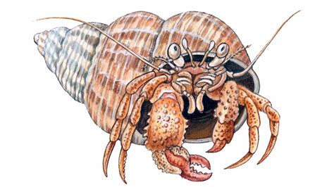 Hermit Crabs Tiny Crustaceans Living In Natures Mobile Homes