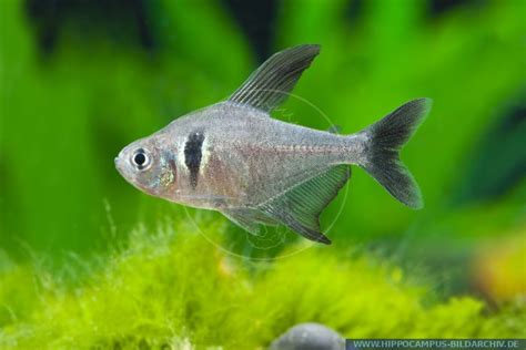 Hyphessobrycon Megalopterus Megalamphodus Alias Black Phantom Tetra