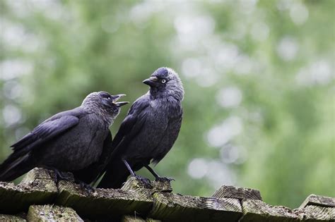 Democratic Jackdaws Use Noise To Make Decisions Bbc News