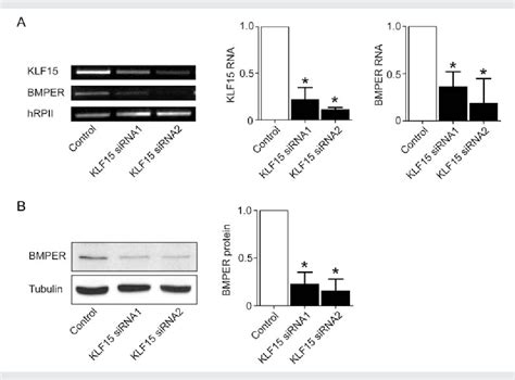 Figure 3 From Krüppel Like Factor 15 Regulates Bmper In Endothelial