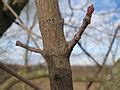 Category:Acer platanoides (bark) - Wikimedia Commons