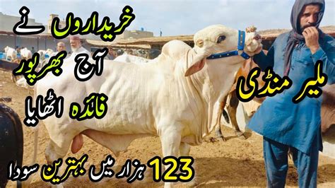 Malir Mandi Karachi Cattle Rates Update 16 May 2023 Cow Mandi 2023