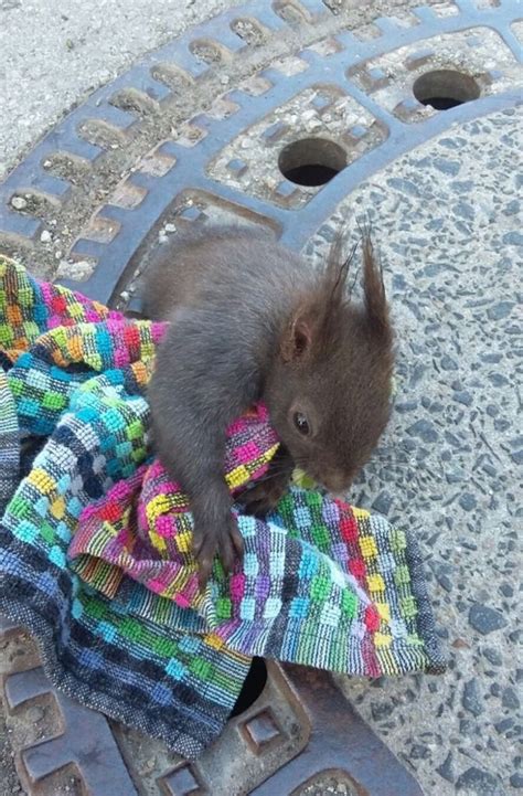 Schon Wieder Steckt Ein Eichh Rnchen Im Gullideckel Fest