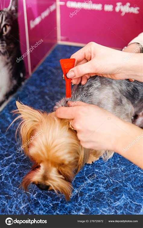 How To Treat Dog Lice