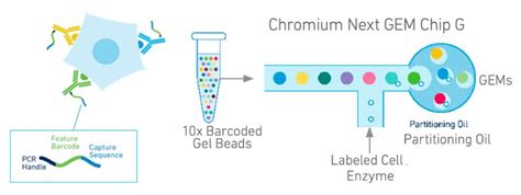 Single Cell Gene Expression With Cell Surface Protein Capitalbio