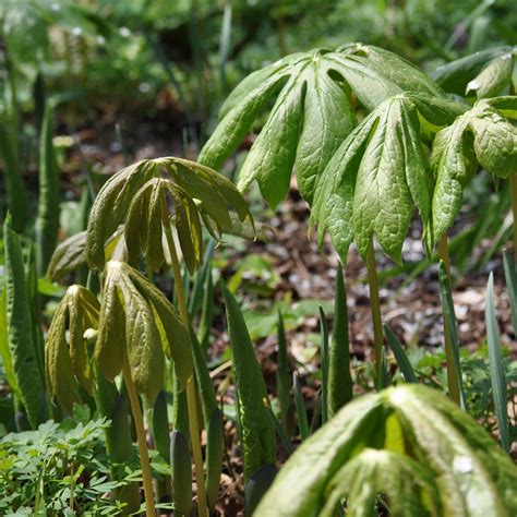 Podophyllum peltatum – Mason House Garden