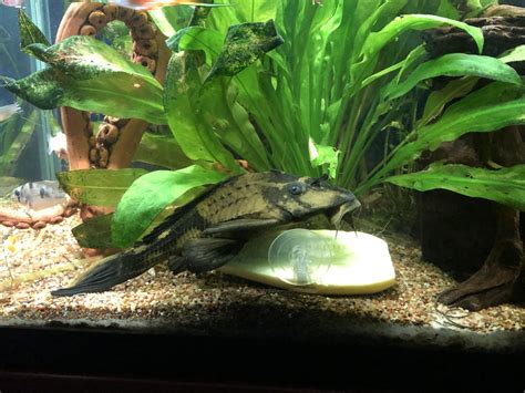 Hypostomus Plecostomus: Care Guide, Breeding & Tank Size