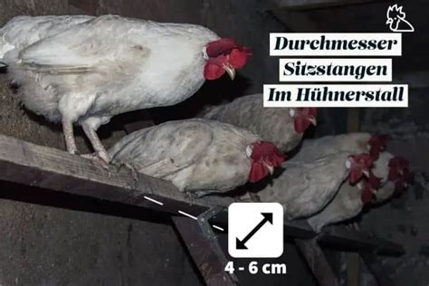 Sollten Sitzpl Tze F R H Hner Zum Schlafen Rund Oder Eckig Sein Tier Wie