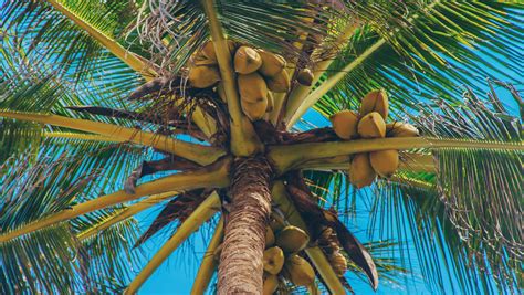 Polynésie cocotier Les chutes de noix de coco en Polynésie Voyages