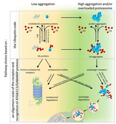 Cells Free Full Text The Roles Of Ubiquitin Binding Protein