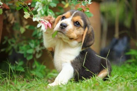 10 Best Beagle Breeders (2024 Updated) - Happy Dog Breeds