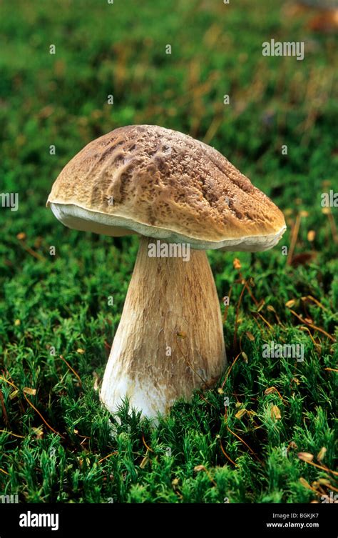 Cep Penny Bun Porcino King Bolete Boletus Edulis Stock Photo Alamy