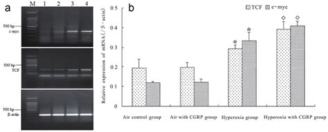 CGRP Enhanced Hyperoxia Induced MRNA Expression Of TCF And C Myc In AEC