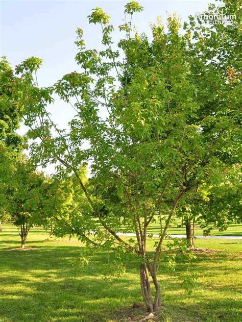 Acer Pseudoplatanus Worley Beli Javor Worley Arboretum