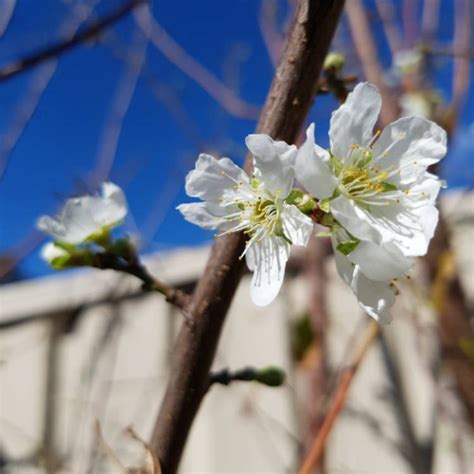 Prunus Domestica Victoria Plum Victoria Uploaded By Kathyb