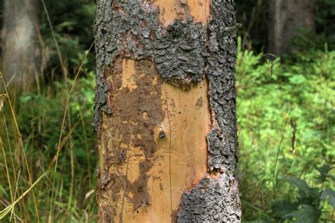 Bugs Killing Your Trees Here Are 5 Ways Weve Handled It