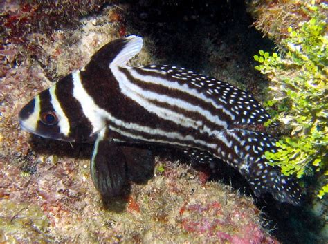 Spotted Drum Equetus Punctatus Key Largo Florida Photo 3 South