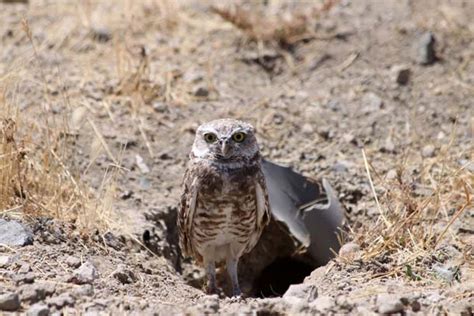 Burrowing Owl Facts, Habitat, Diet, Life Cycle, Baby, Pictures