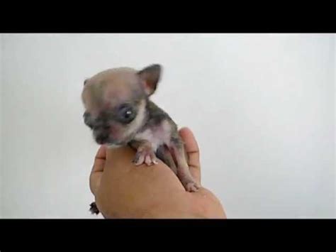Baby Teetasse Chiwawa Qualzucht Im Fokus: Teacup Hunde WTG ...
