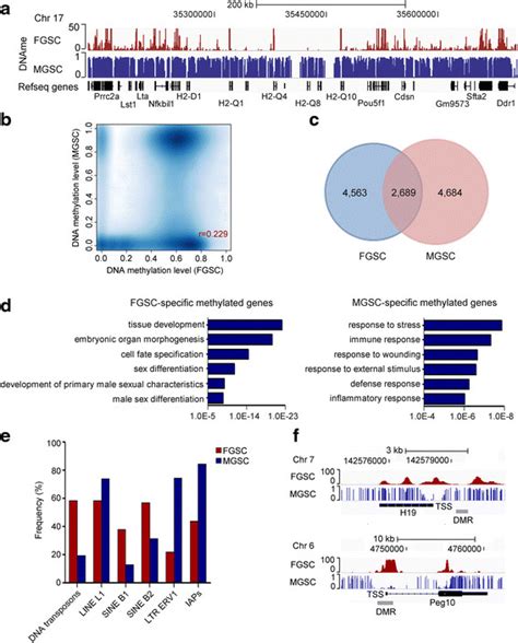 Comparison Of DNA Methylation State In FGSCs And MGSCs A A Snapshot Of