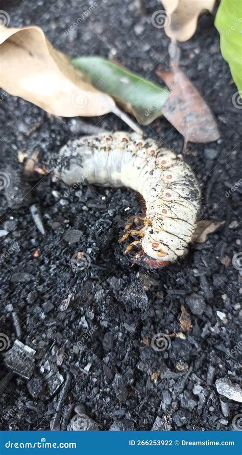 Horn Beetle Larvae that are Burying Themselves and Preparing To Turn ...