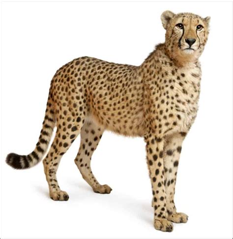 Cheetah A Z Animals