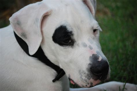 Argentinian Dogdogo Argentino Stock Image Image Of Green Dogs 2996753