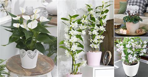 14 Best Indoor Plants With White Flowers Indoor Garden Web