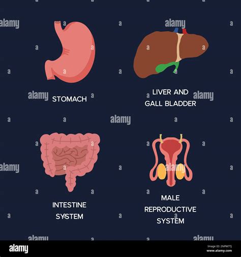 Human Internal Organs Cartoon Anatomy Body Parts Stomach With