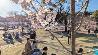 ライブ同時接続数グラフ後編高画質FHDお花見ライブカメラ隅田川沿い お花見 Sumida River Cherry Blossom